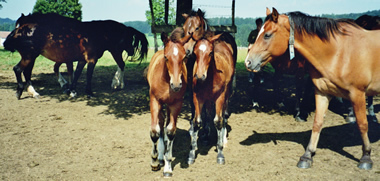 elevage de chevaux