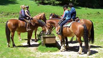 les chevaux s'abreuvent